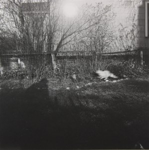 Image description is not available for FIC.058